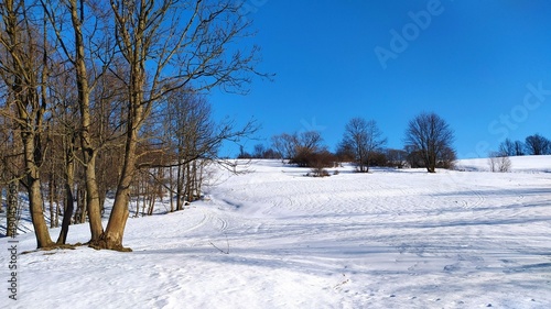 Obraz na płótnie snow covered trees
