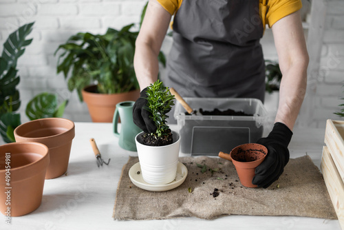 Close up woman gardener transplanting plant in ceramic pots on the white wooden table. Concept of home garden. Spring time. Stylish interior with a lot of plants. Taking care of home plants.