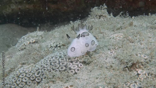 Mourning Jorunna Jorunna funebris IP, 150 mm.
ID: white with large grey spots, dark rhinophores. photo