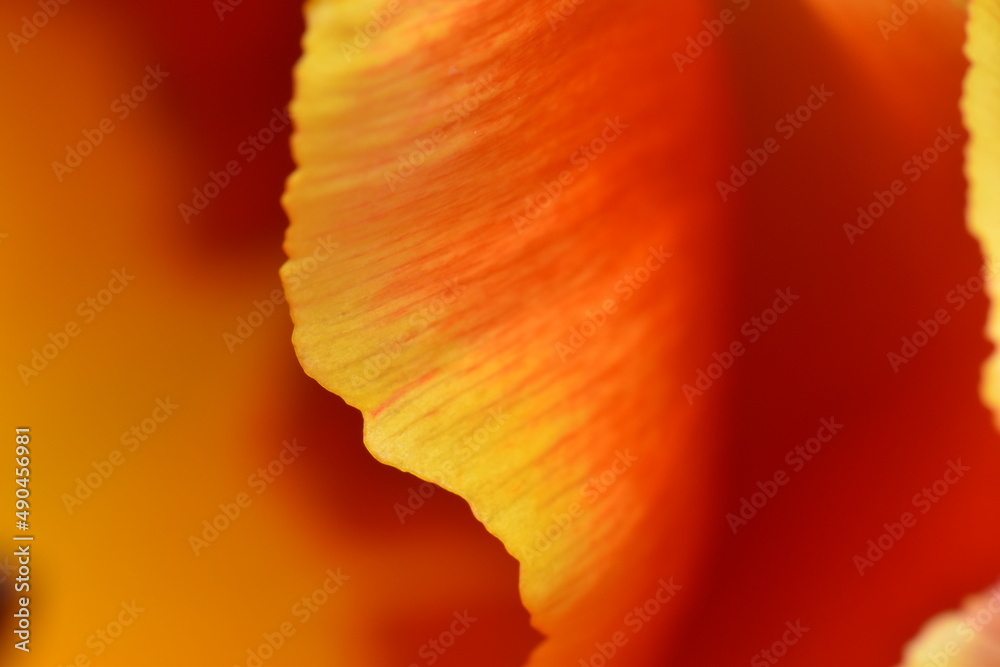 Fototapeta premium red orange petal