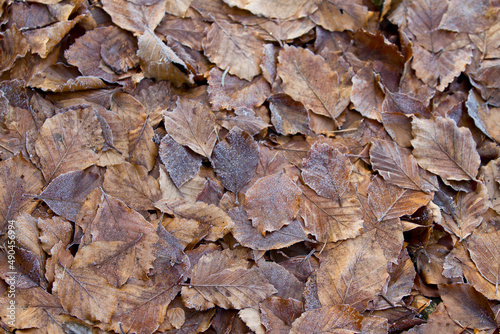 Fozen Leaves in a Forest in  Denmark photo