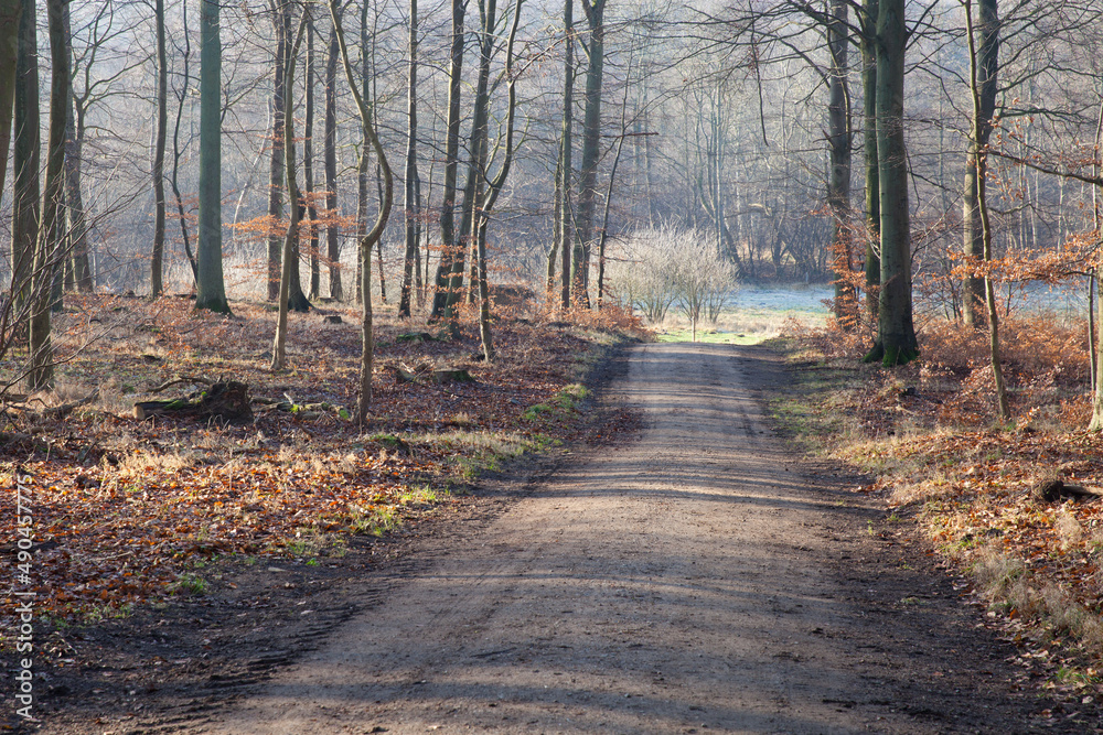 Fototapeta premium Folehaven forest in Hørsholm. 2008