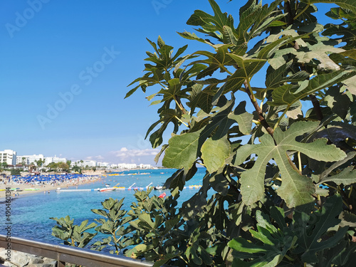 Branches of a fig tree against the backdrop of Fig Tree Bay beach and blue sky.