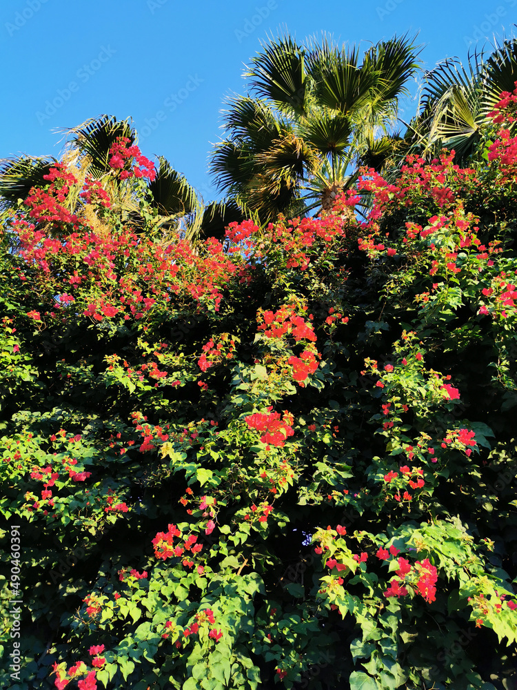 Naklejka premium Bougainvillea, a shrub with red flowers among green leaves, growing on the street of Protaras against the backdrop of a palm tree and a blue cloudless sky.
