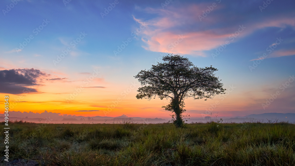 a single tree in the morning