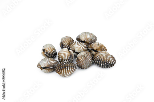 Cockle fresh isolated on white backgrond.