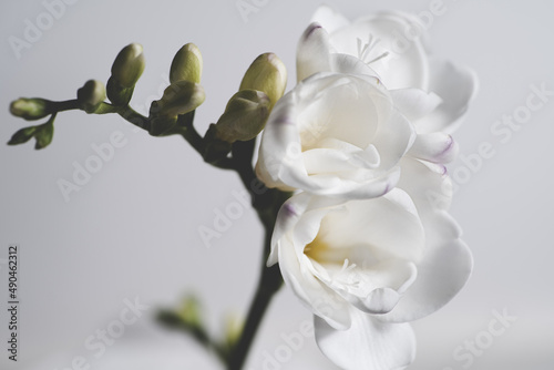 A close up Freesia isolated on a white background photo