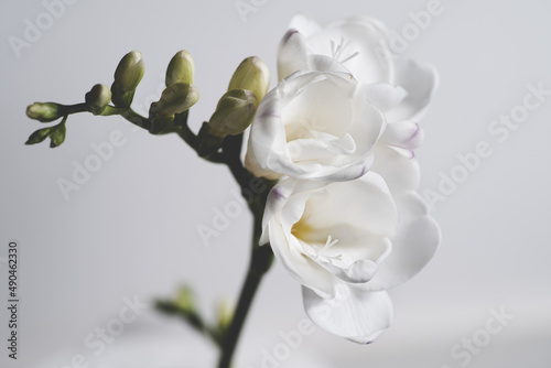 A close up Freesia isolated on a white background photo