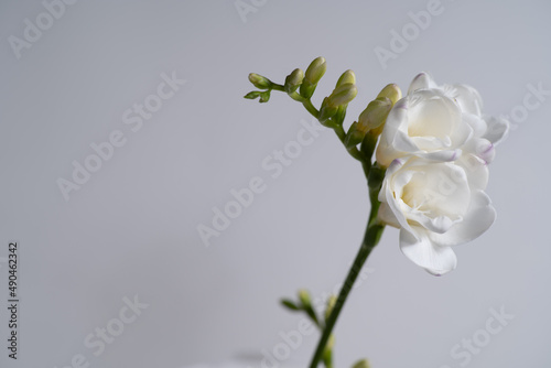 A close up Freesia isolated on a white background photo