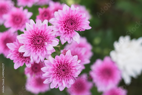 Pink dahlia in the flower garden