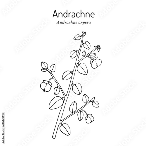 Andrachne Andrachne aspera , medicinal plant photo
