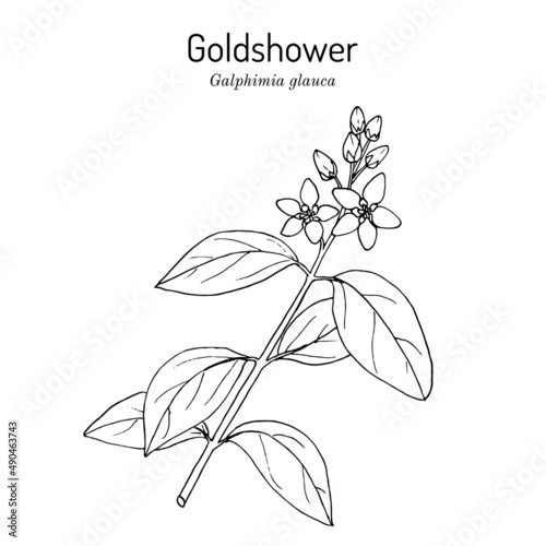 Goldshower galphimia or thryallis glauca , medicinal plant