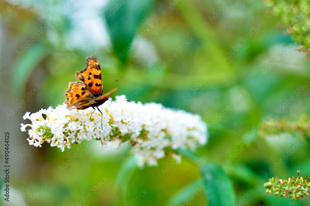 Butterfly on a flower. A flock of butterflies by the water. Colorful spring background with copy space. Spring and ecology concept. Butterfly on a flower. A flock of butterflies by the water. Colorful spring background with copy space. Spring and ecology concept.