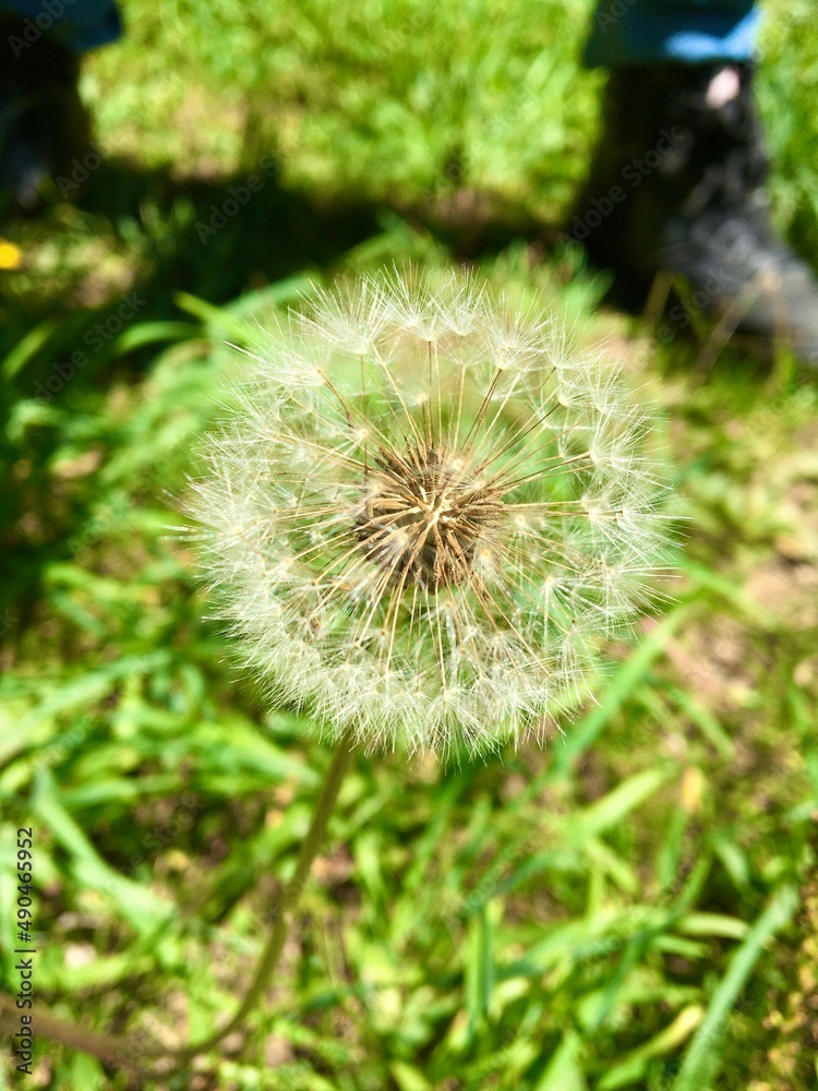 dandelion in arrang kel kashmir pakistan dandelion in arrang kel kashmir pakistan
