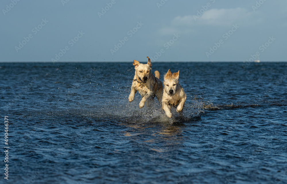 Two dogs running joyously through the surf with lots of splashing Two dogs running joyously through the surf with lots of splashing