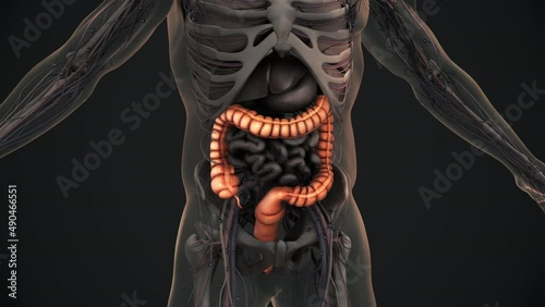 Human large intestine anatomy animation photo