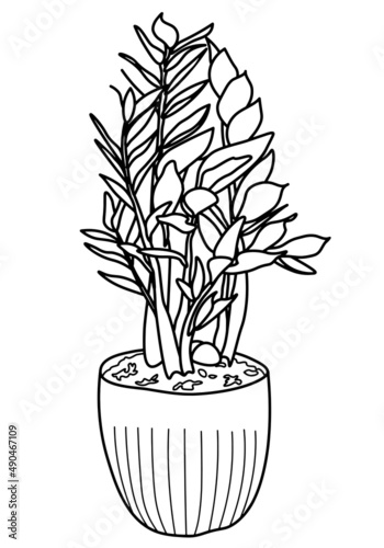 Potted Zamioculcas vector illustartion. Houseplant isolated doodle illustartion. Home decoration design element. Line hand drawn art.