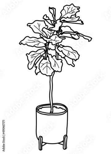 Fiddle leaf fig, Ficus lyrata in a pot. House tree doodle vector illustration. Line art. 