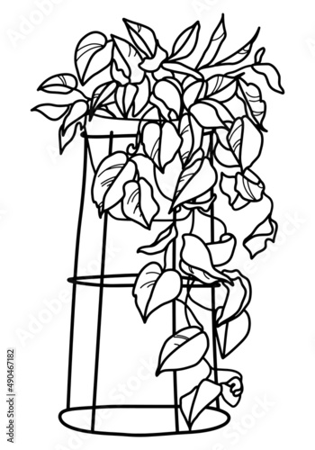 Golden pothos, ivy arum (Epipremnum aureum) house plant. Indoor plant vector doodle illustration. Line hand drawn art.