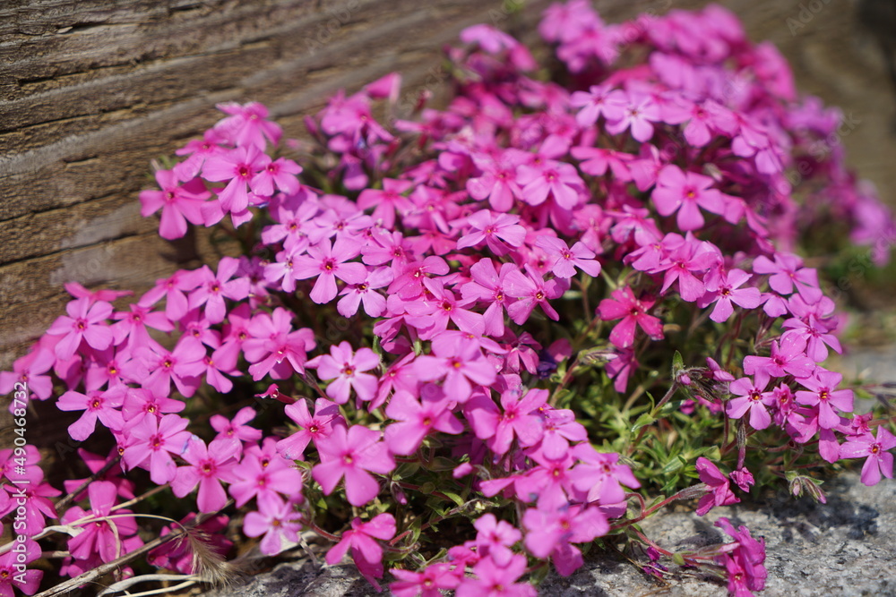 Obraz premium 芝桜（シバザクラ） 