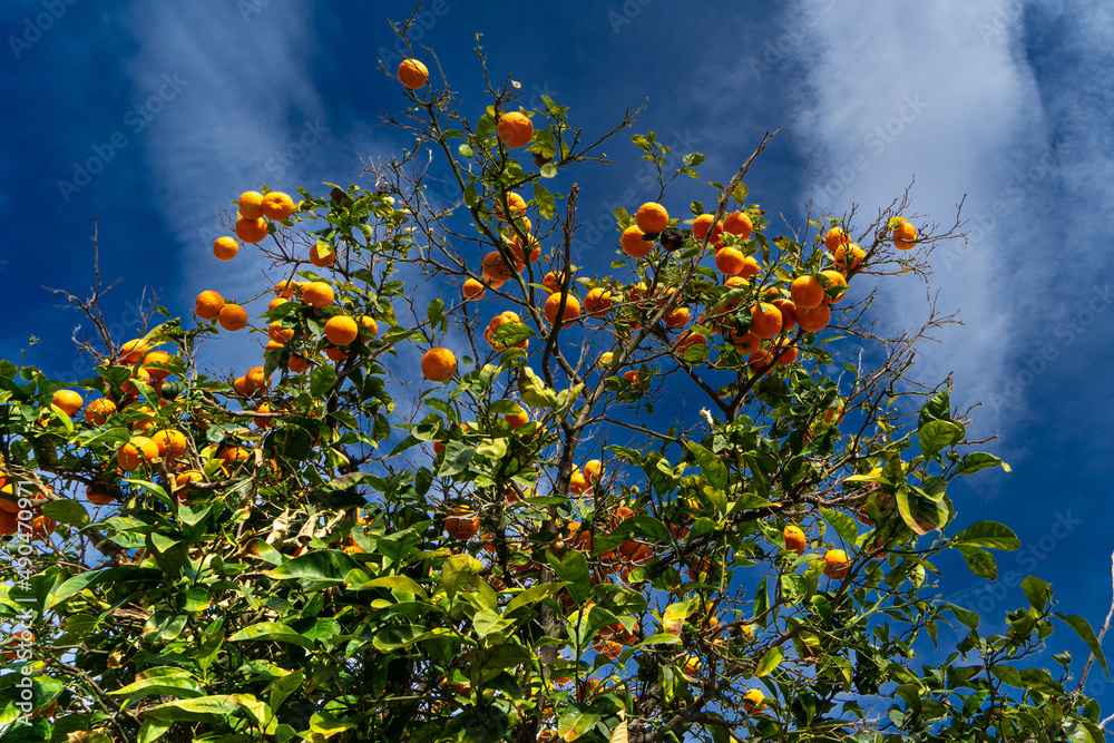 Orangenbaum Citrus Sinensis Carrer Curt Palma de Mallorca Spanien Orangenbaum Citrus Sinensis Carrer Curt Palma de Mallorca Spanien