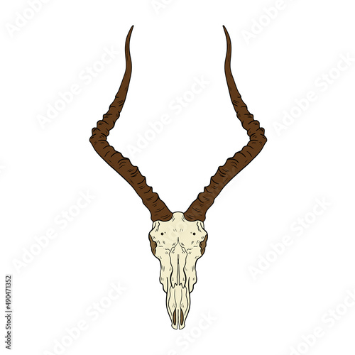 Vector animal skull. hand drawn illustration. Western style logo isolated on white