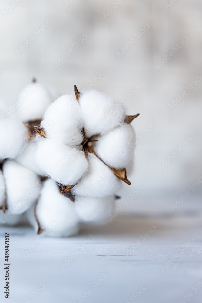 White fluffy cotton flowers on light concrete background. Delicate light background. Natural organic fiber. Fabric raw material. 
