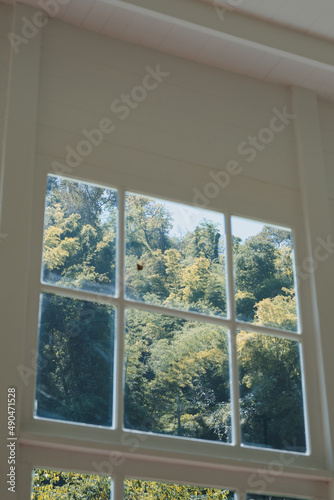window and nature