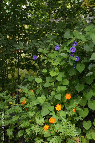 Flower bed in country garden. Ipomoea with purple flowers, and orange cosmos flowers.