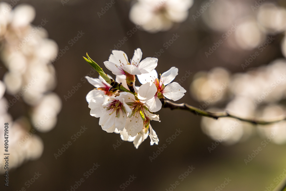 Public park called Quinta de los Molinos with the almond trees in bloom in Madrid Public park called Quinta de los Molinos with the almond trees in bloom in Madrid