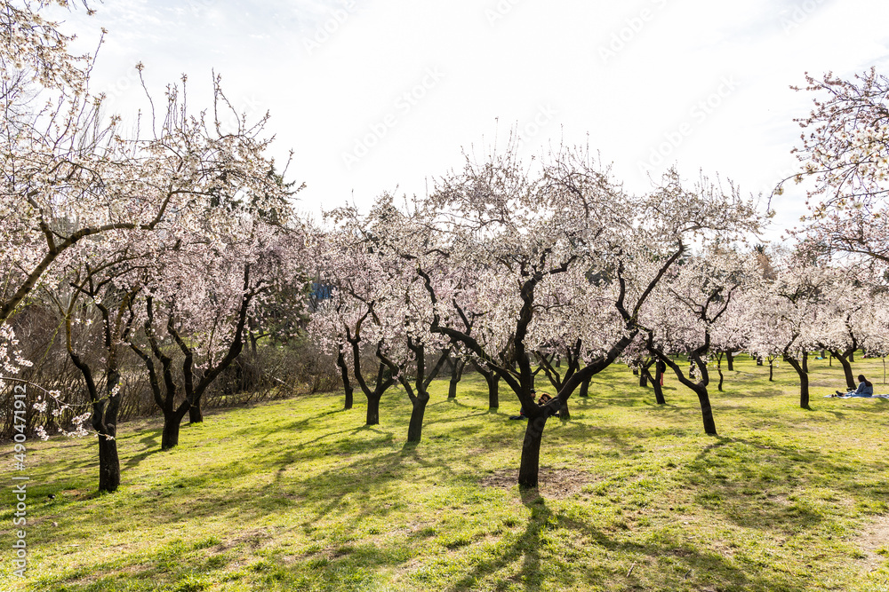 Public park called Quinta de los Molinos with the almond trees in bloom in Madrid Public park called Quinta de los Molinos with the almond trees in bloom in Madrid