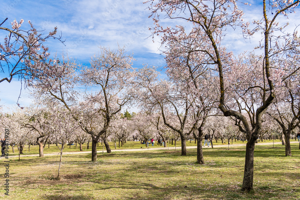 Public park called Quinta de los Molinos with the almond trees in bloom in Madrid Public park called Quinta de los Molinos with the almond trees in bloom in Madrid