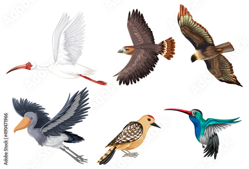 Set of different kinds of birds