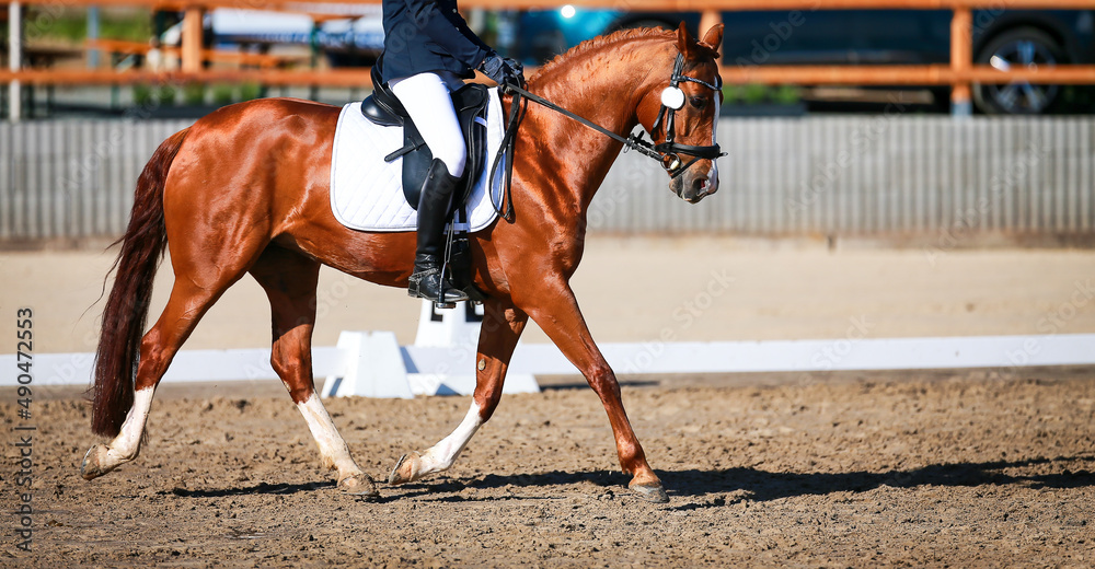 Horse dressage with rider at a trot during a competition.. Horse dressage with rider at a trot during a competition..