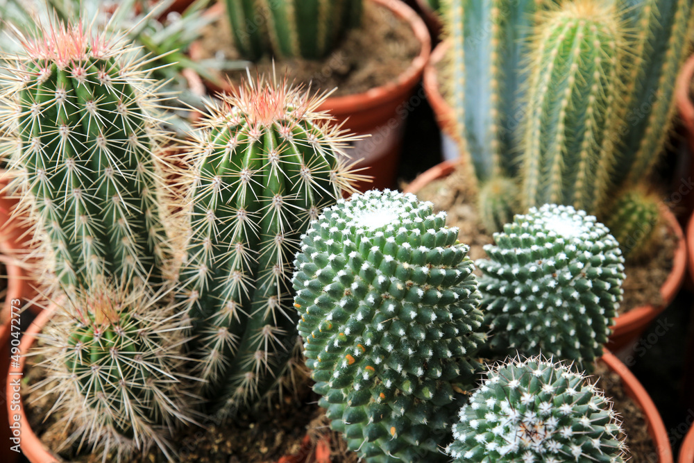 Pots of different kind of cactus for sale Pots of different kind of cactus for sale