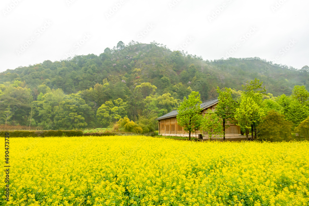 Rape flowers on Langxie Mountain in Shandong Province, China