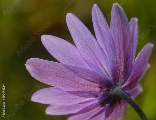 close up of a purple flower on natural blurred background 