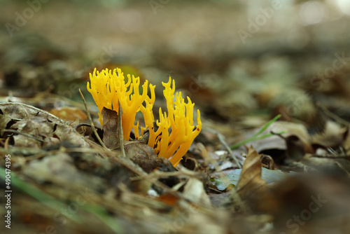 Tableau sur toile A cluster of Yellow Stagshorn growing on decaying wood
