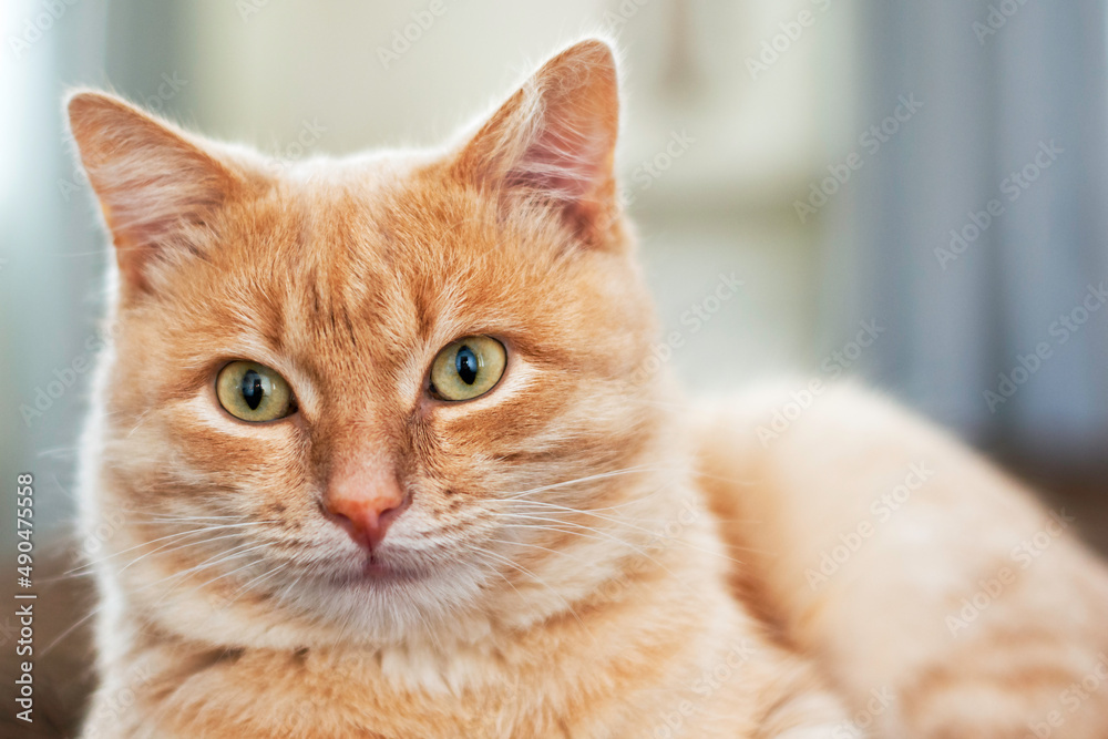 domestic cat sitting on the couch close-up domestic cat sitting on the couch close-up