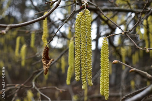 blooming hazel catkins in early spring in the forest