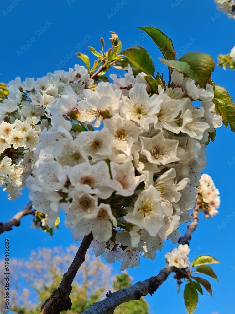 cherry blossom tree