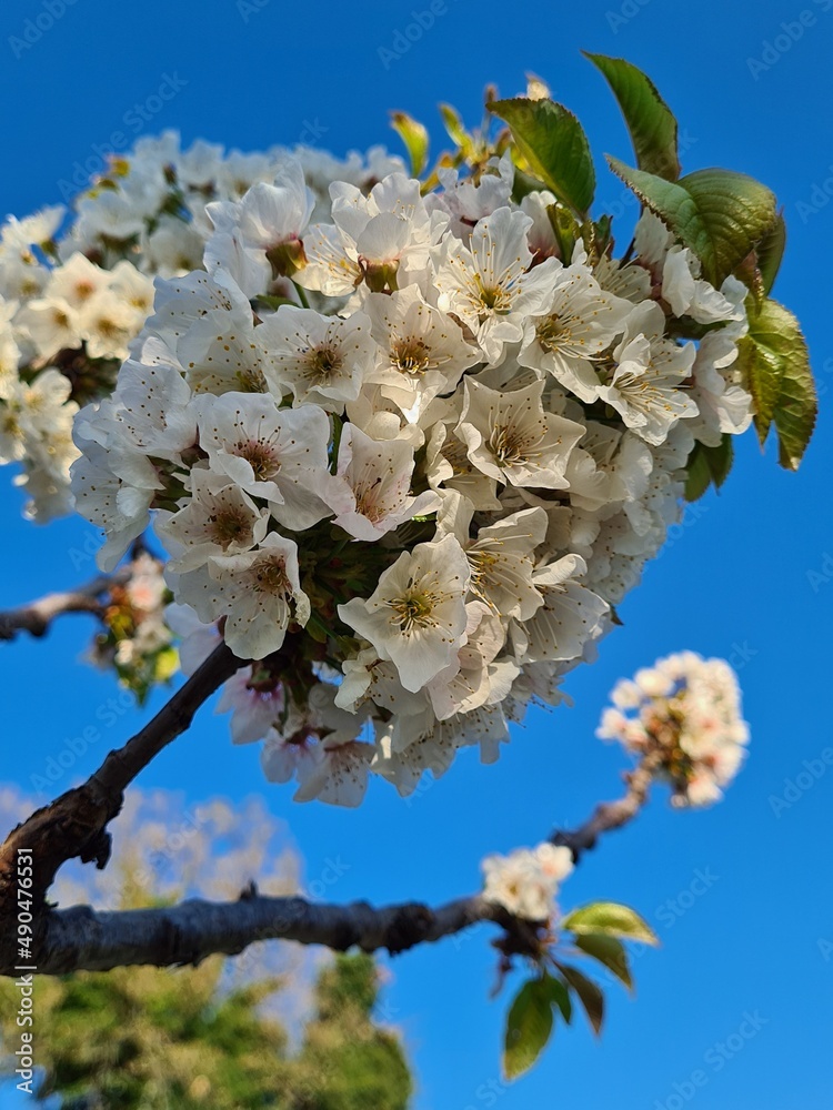 tree blossom