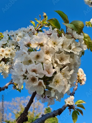 Obraz na płótnie cherry blossom tree w salonie