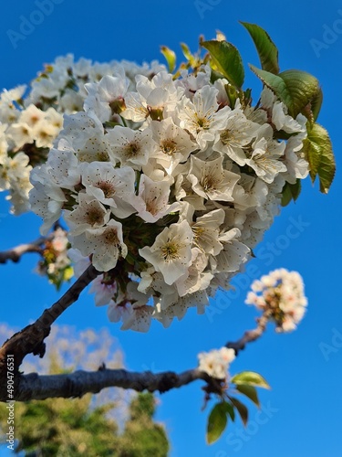 Obraz na płótnie tree blossom w salonie