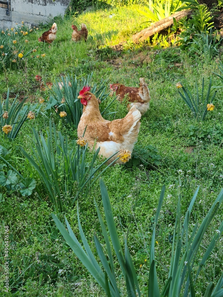 chicken