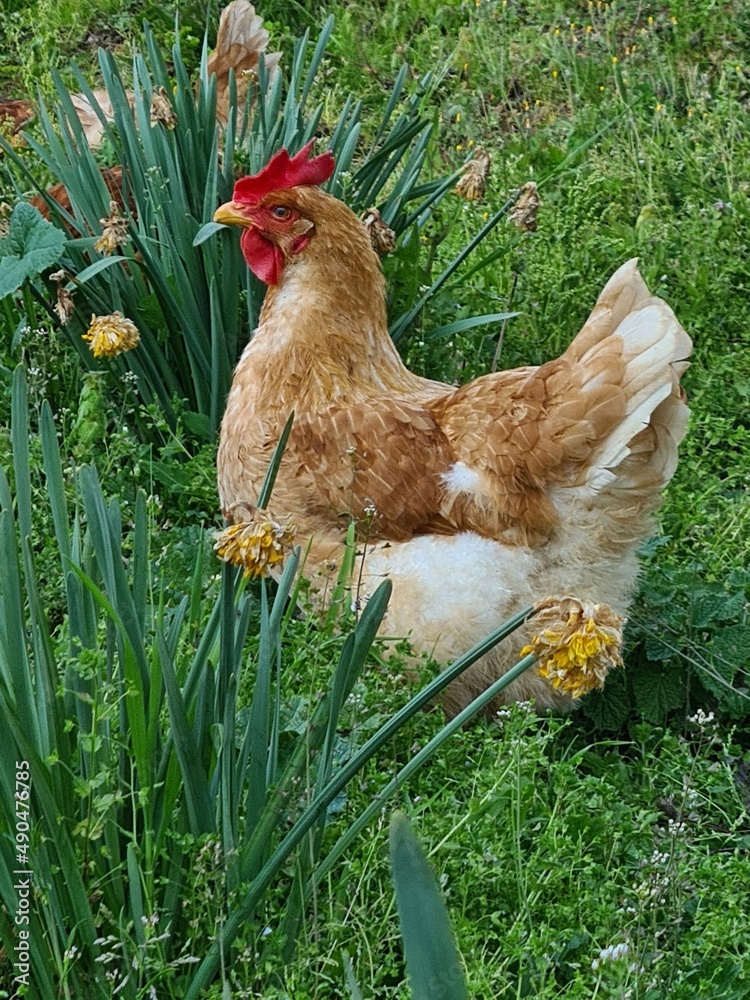 range chicken in grass