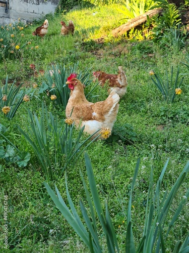 Obraz na płótnie chicken w salonie