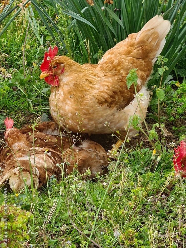 chicken on the farm