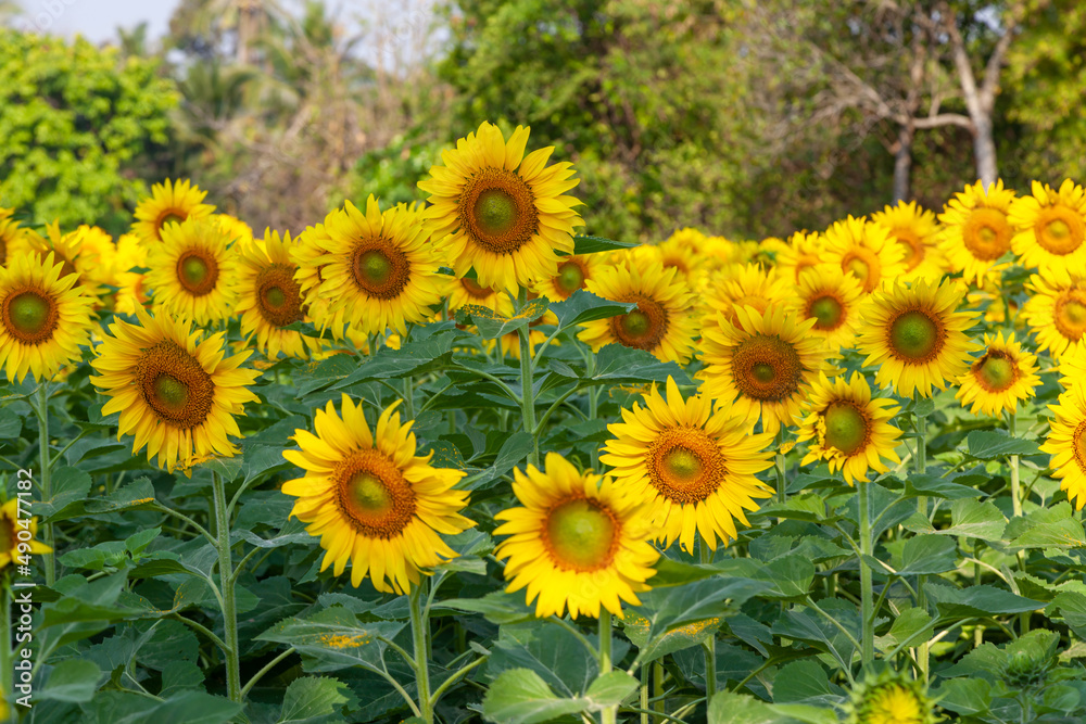 Fototapeta premium sunflower field