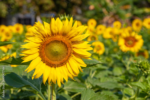 Fototapeta Naklejka Na Ścianę i Meble -  sunflower field